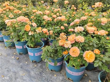 广玉兰倒伏原因及相关措施