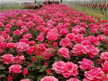 用山木香做树状月季的桩合适吗？