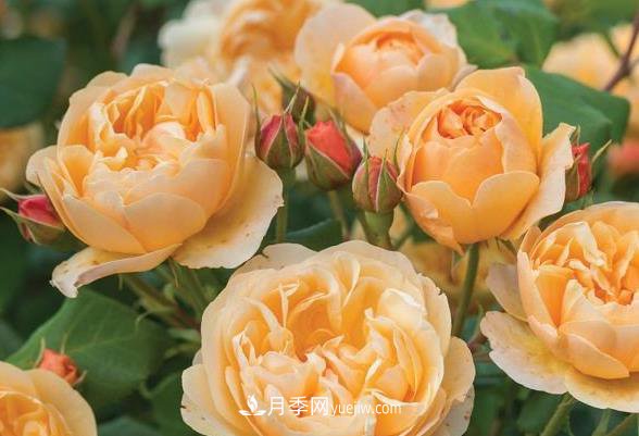 做电商卖什么最赚钱？六个方向(图1)