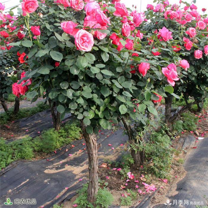 南阳月季之乡树状月季产地直销批发1-8公分月季树(图2)
