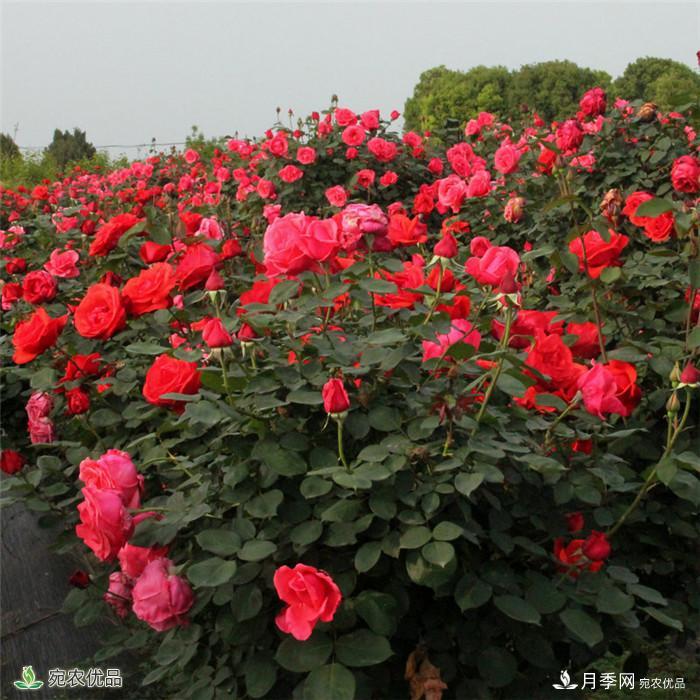 南阳月季之乡树状月季产地直销批发1-8公分月季树(图3)