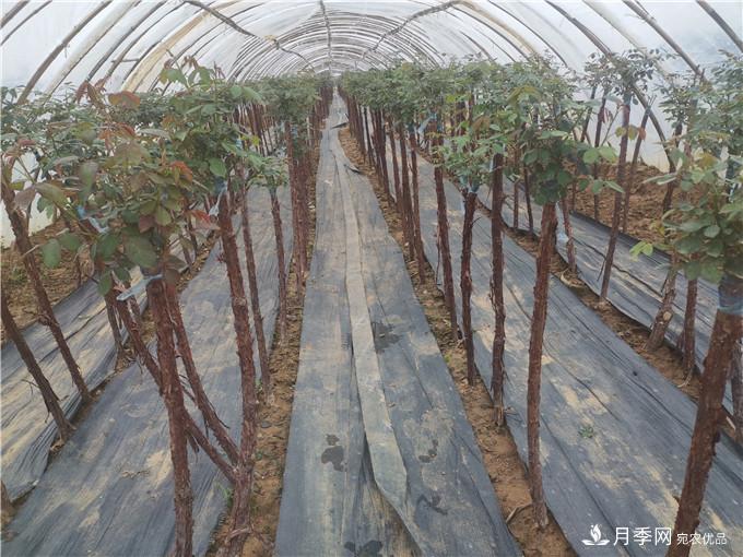 南阳2公分月季树价格45元，树状月季产地价格表(图5)