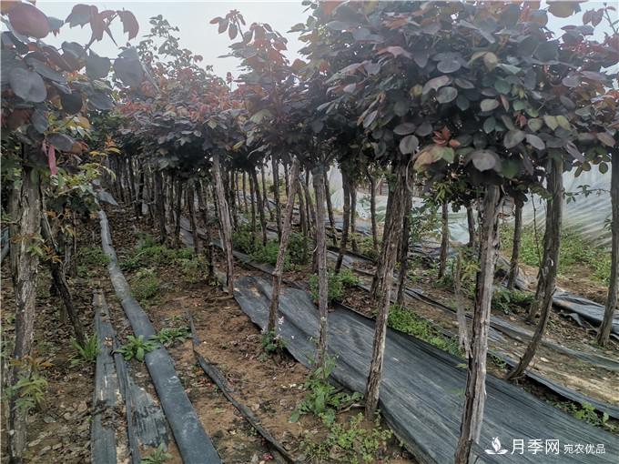 南阳2公分月季树价格45元，树状月季产地价格表(图4)