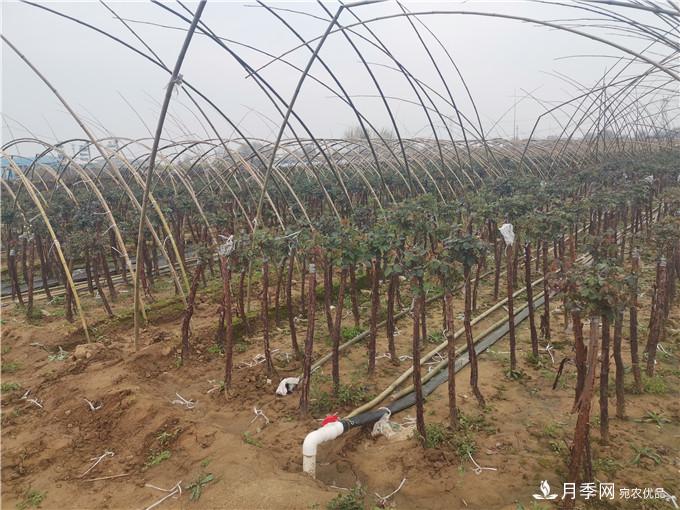 南阳2公分月季树价格45元，树状月季产地价格表(图3)