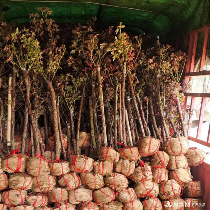 南阳2公分月季树价格45元，树状月季产地价格表(图2)