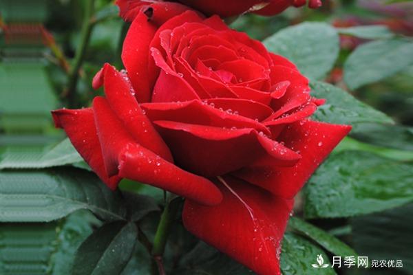 梅郎口红月季 Rouge Meilland 推荐(图1)