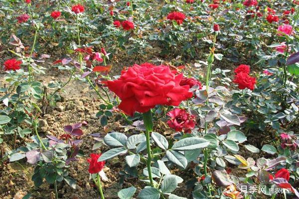 丰花月季品种有哪些？哪个品种比较好？(图1)