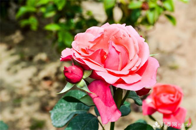 2016年郑州市第二十二届月季花展(图2)