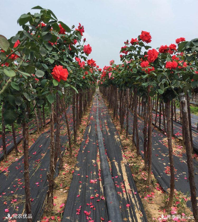 1公分小高杆月季树价格，棒棒糖月季树基地新报价单！(图2)