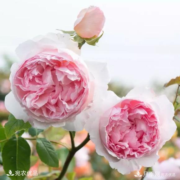 50种经典月季品种全整理，南阳月季花开美爆了！一定要养(图21)
