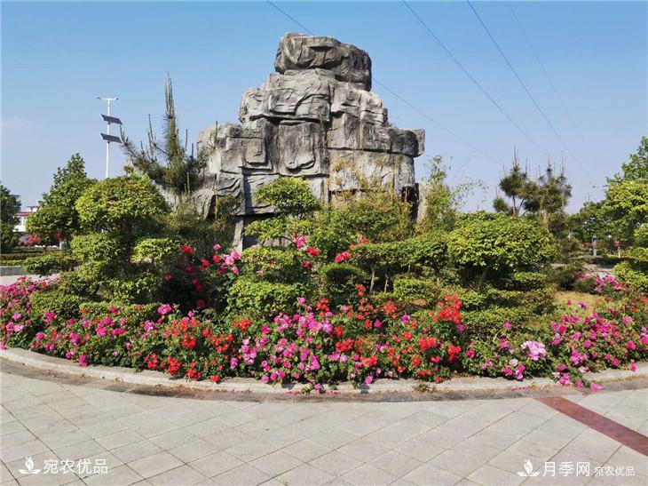 从南阳内乡县月季主题公园看内乡月季产业发展(图5)