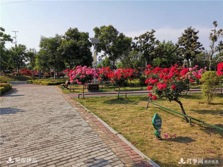 从南阳内乡县月季主题公园看内乡月季产业发展(图4)