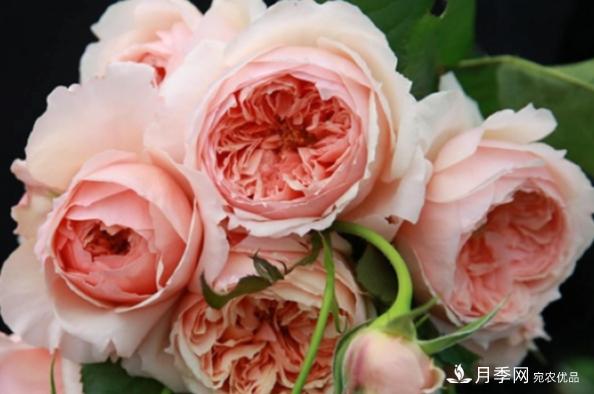 月季夏天会变丑?这8种耐热月季,越开越好看!(图7) 月季夏天会变丑?这8种耐热月季,越开越好看!(图7)