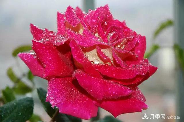 雨后南阳月季公园里的月季花娇艳欲滴(图5)