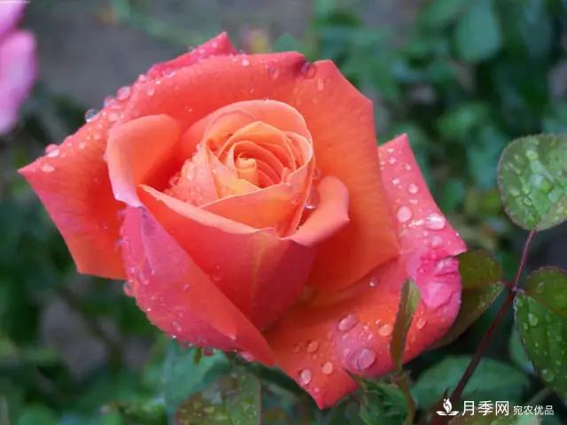 雨后南阳月季公园里的月季花娇艳欲滴(图4)