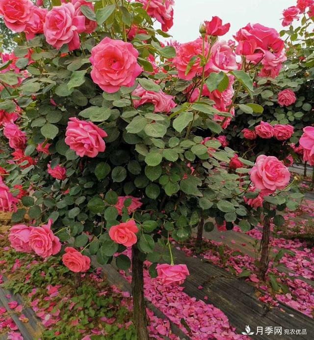 树状月季嫁接方法有哪些？(图1)