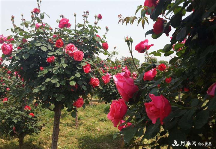 什么树可以嫁接成月季树？(图1)