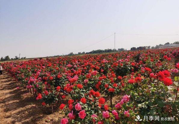 内乡县马山口镇：月季初绽妍 花香惹人醉(图2)