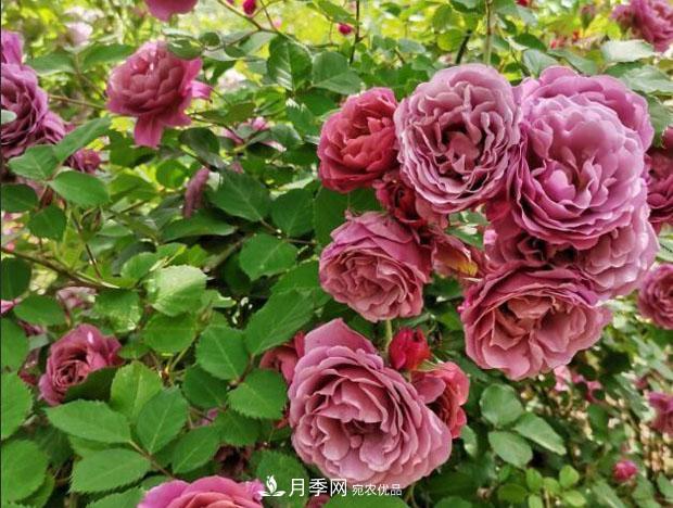 单花期最长的月季品种推荐几个，最久能开一个多月(图2)