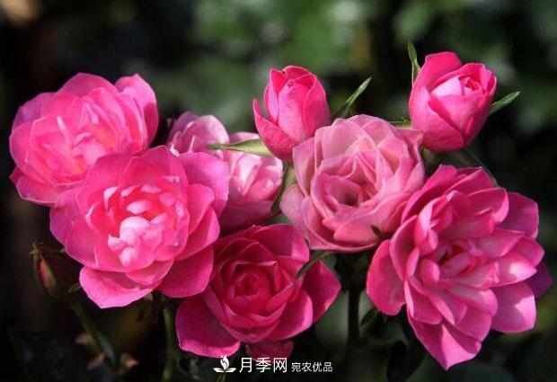 单花期最长的月季品种推荐几个，最久能开一个多月(图3)