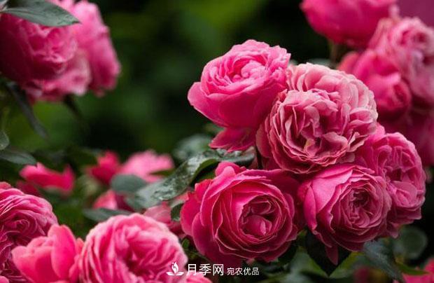 单花期最长的月季品种推荐几个，最久能开一个多月(图4)