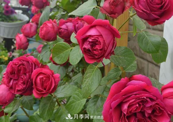 单花期最长的月季品种推荐几个，最久能开一个多月(图5)