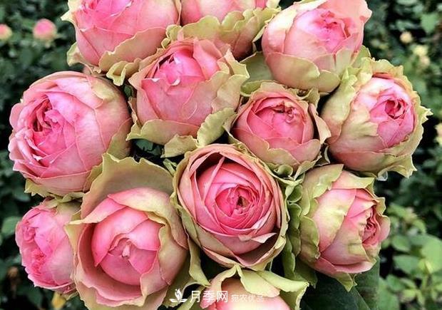 单花期最长的月季品种推荐几个，最久能开一个多月(图6)