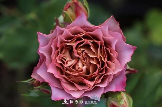 单花期最长的月季品种推荐几个，最久能开一个多月(图7)