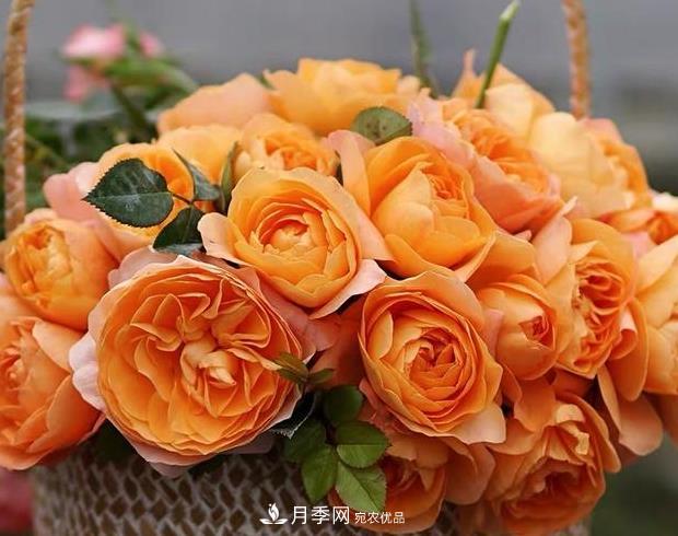 单花期最长的月季品种推荐几个，最久能开一个多月(图9)