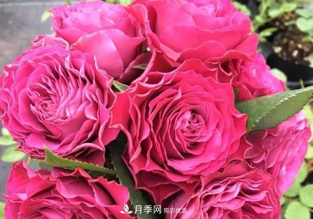 单花期最长的月季品种推荐几个，最久能开一个多月(图10)