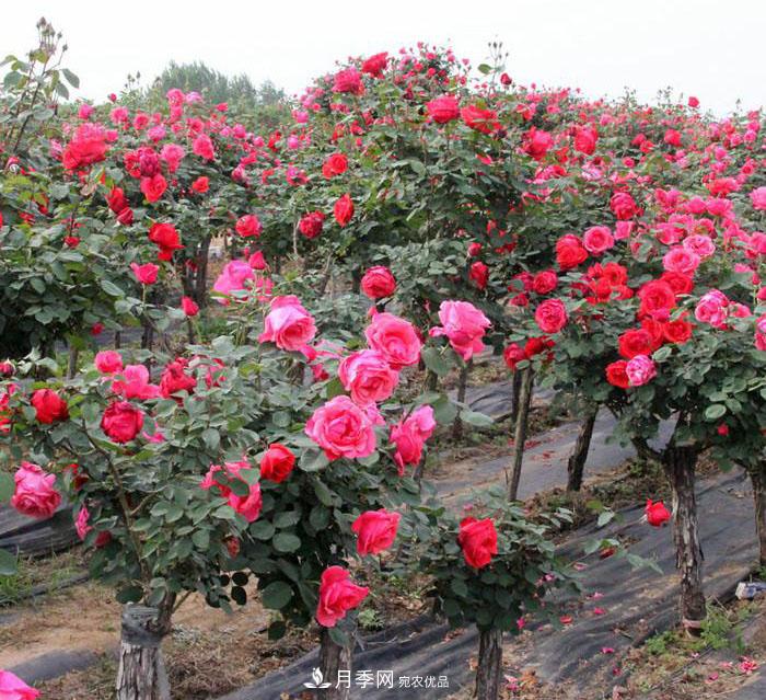 美丽的南阳月季！树状嫁接改变了月季的命运(图3)