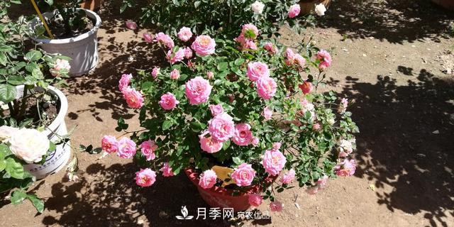 北京自主培育月季品种清单的4名新成员(图2)