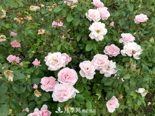 北京自主培育月季品种清单的4名新成员(图3)