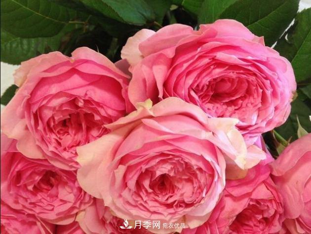 月季为什么老是死掉养不活？十大护身符赶紧拿走用(图2)