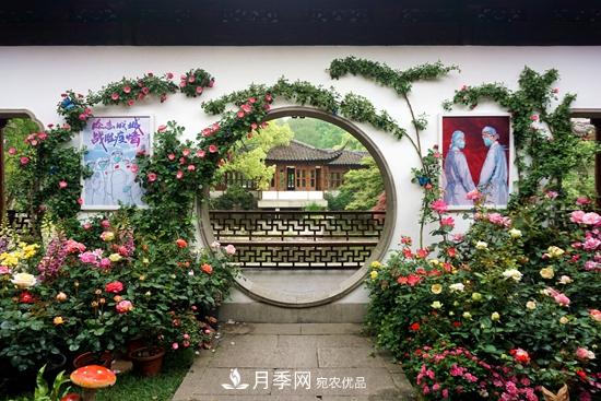 记录2020第八届杭州西湖月季花精品展掠影(图3)