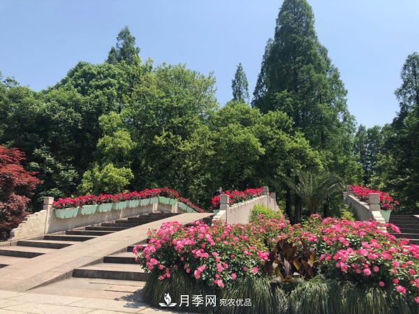 记录第八届杭州西湖月季花精品展暨郭庄玫昂月季文化交流展(图5)