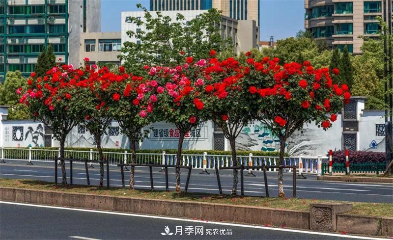 205万株月季全城盛放！贯穿杭州的空中花廊你走过吗？(图3)