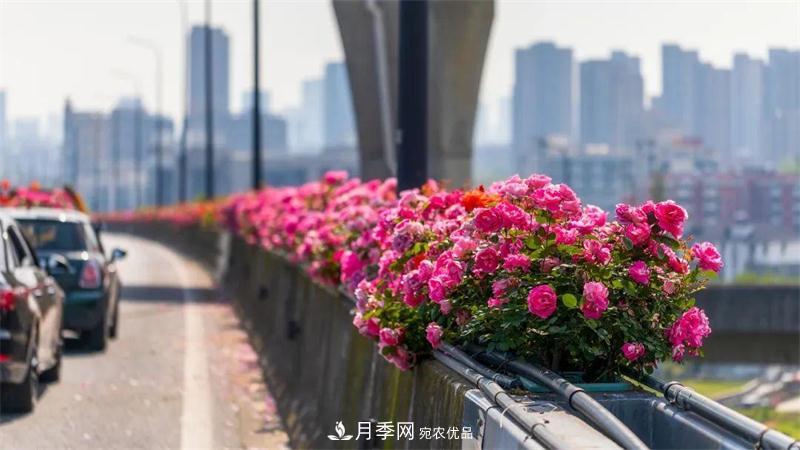 205万株月季全城盛放！贯穿杭州的空中花廊你走过吗？(图5)