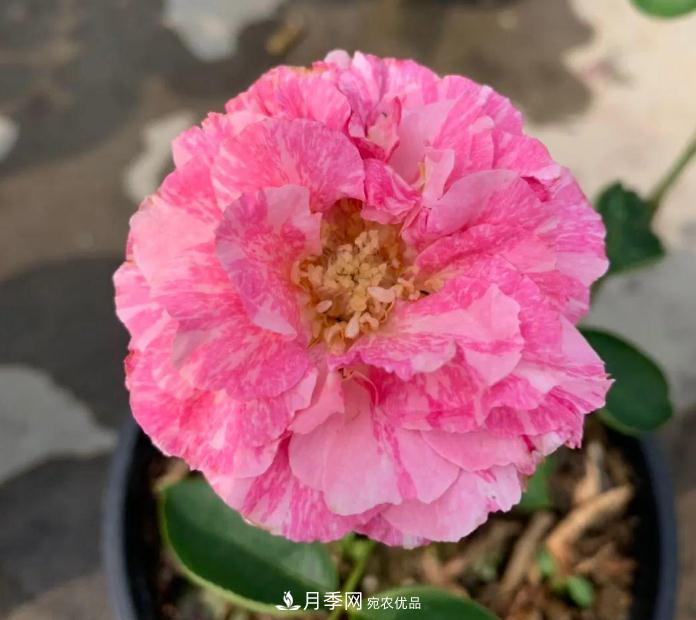 夏天月季需要遮阴吗？(图2)