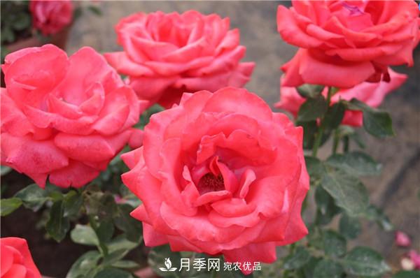 苗木工程人必看，六大品种类型月季在园林绿化中的运用！(图1)