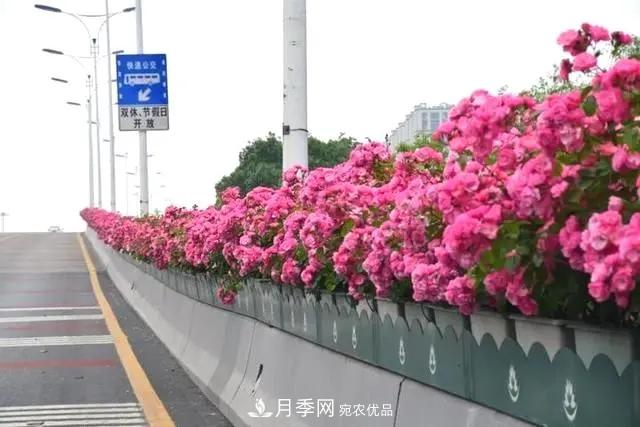 苗木工程人必看，六大品种类型月季在园林绿化中的运用！(图3)