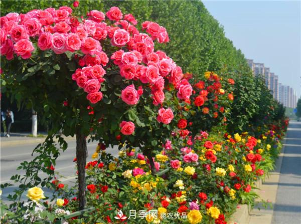 苗木工程人必看，六大品种类型月季在园林绿化中的运用！(图5)