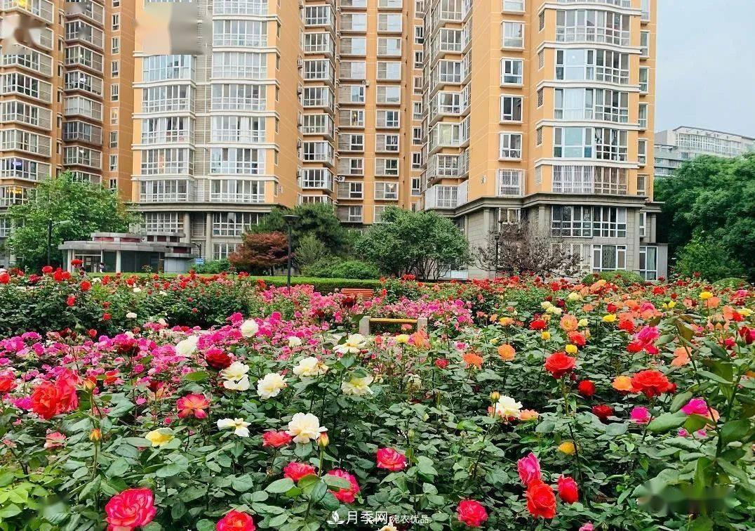 房地产小区绿化用上网红月季花，怎么样？业主赞不绝口(图3)