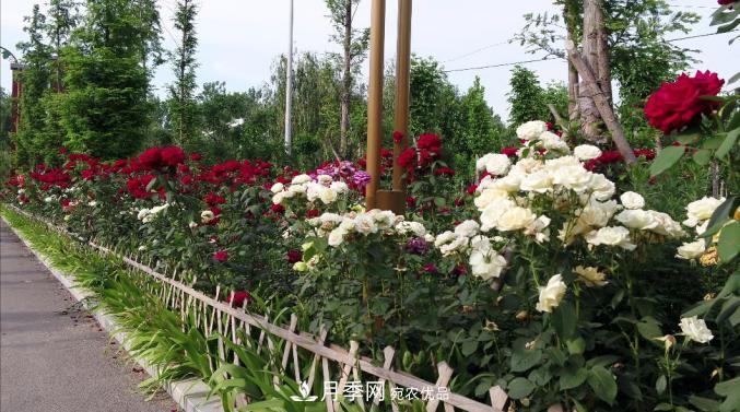 初夏，于山东梁山县滨河大道邂逅月季花海(图2)