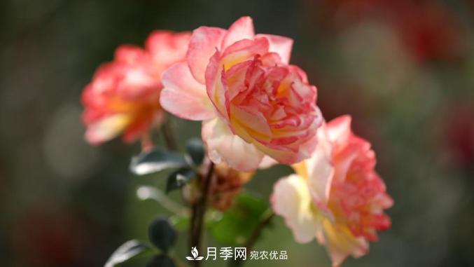 初夏，于山东梁山县滨河大道邂逅月季花海(图8)