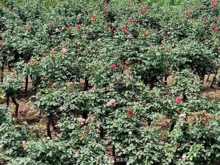 4公分树状月季价格，批发推荐南阳树状月季基地(图4)