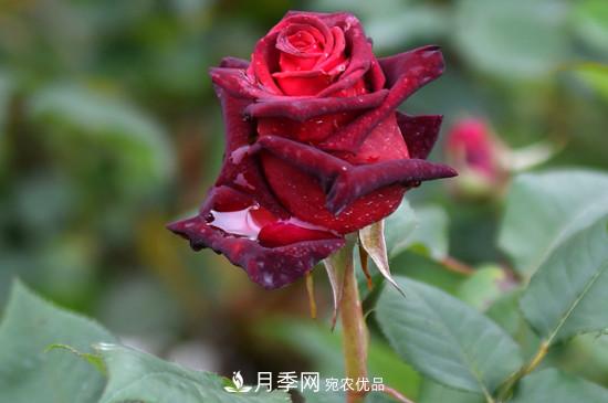 养护修剪月季，剪花从哪剪？(图2)