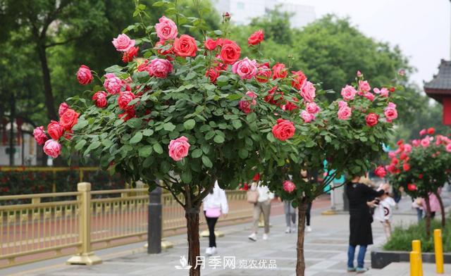 怎么养护好月季树？做好这几点，开花朵朵不倒伏(图1)