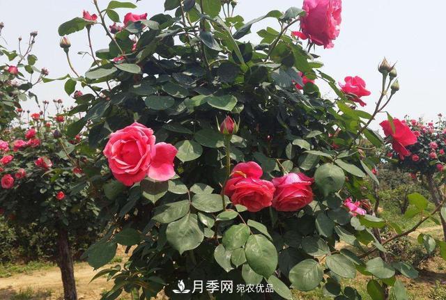 怎么养护好月季树？做好这几点，开花朵朵不倒伏(图2)