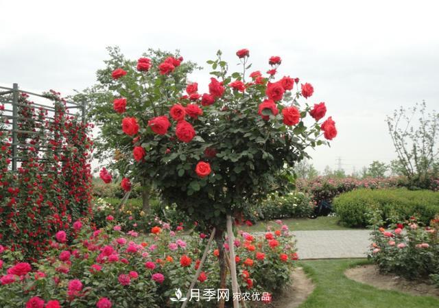 怎么养护好月季树？做好这几点，开花朵朵不倒伏(图4)